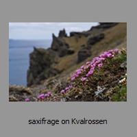 saxifrage on Kvalrossen